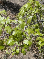 Quercus gambelii