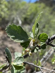 Cercocarpus montanus