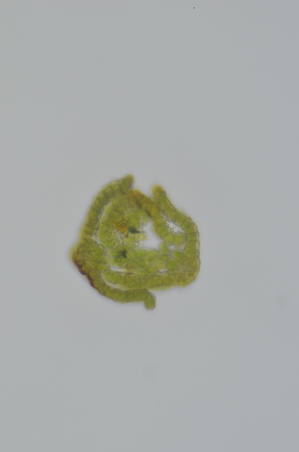 Image of Didymodon nevadensis by no rights reserved