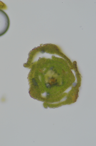 Image of Didymodon nevadensis by no rights reserved