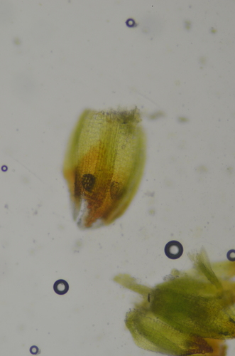 Image of Didymodon nevadensis by no rights reserved
