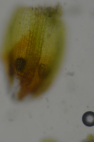 Image of Didymodon nevadensis by no rights reserved
