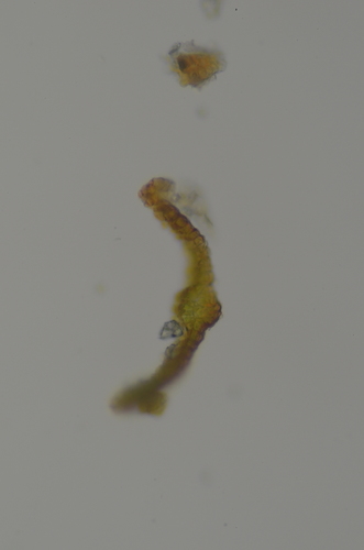 Image of Didymodon nevadensis by no rights reserved