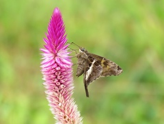 Chioides