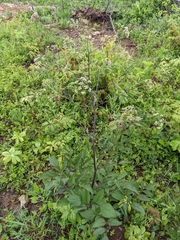 Ligusticum canadense