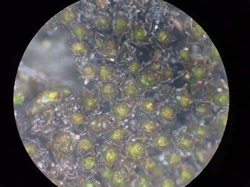 Image of Didymodon nevadensis by no rights reserved