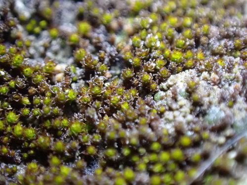 Image of Didymodon nevadensis by no rights reserved