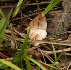 Petrophora subaequaria