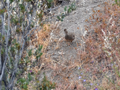 Nothoprocta perdicaria