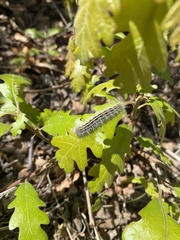 Malacosoma californica