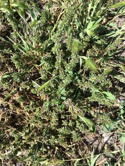 Pogogyne serpylloides