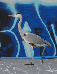 Ardea cinerea