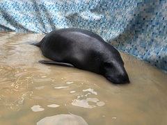 Trichechus inunguis