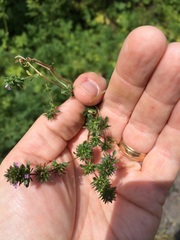 Pogogyne serpylloides