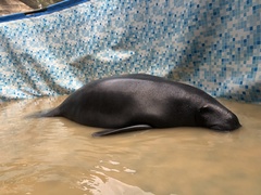 Trichechus inunguis
