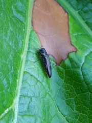 Agrilus derasofasciatus