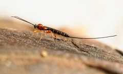 Perithous septemcinctorius