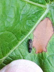 Agrilus derasofasciatus