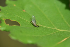 Dichrostigma flavipes