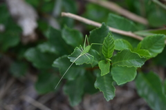 Acrometopa macropoda