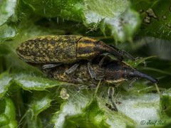 Lixus filiformis