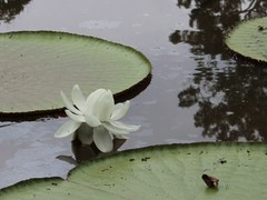 Victoria amazonica
