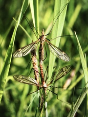Tipula nubeculosa