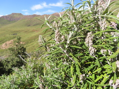 Buddleja loricata
