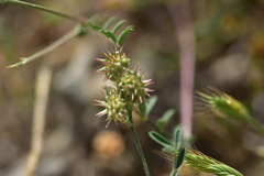 Onobrychis caput-galli