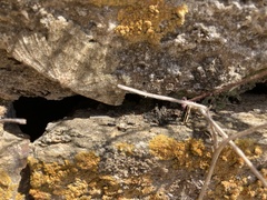 Dicrognophos sartata