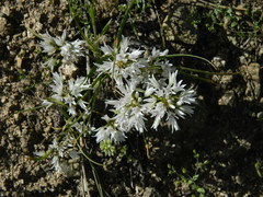 Allium tolmiei