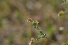 Onobrychis caput-galli