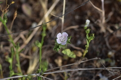 Malva setigera