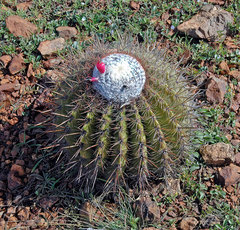 Melocactus macracanthos