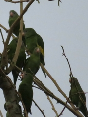 Brotogeris versicolurus