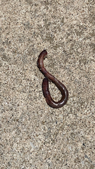 Lumbricus terrestris