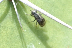 Stictomyia longicornis