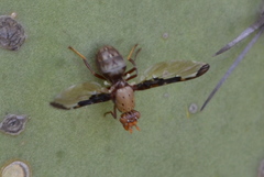Diacrita
