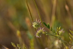 Onobrychis caput-galli