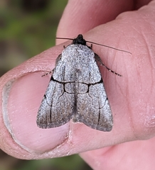 Sympistis greyi
