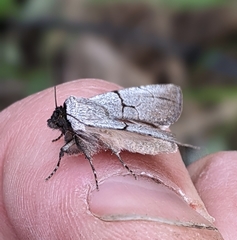 Sympistis greyi