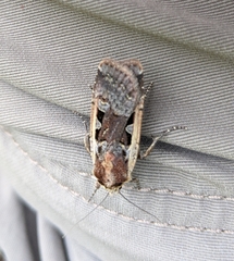 Parabagrotis