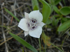 Calochortus elegans elegans