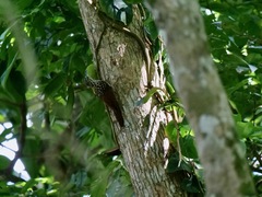 Xiphorhynchus lachrymosus