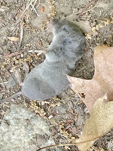 Northern Short-tailed Shrew, photo 8 of 8
