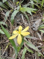 Sisyrinchium