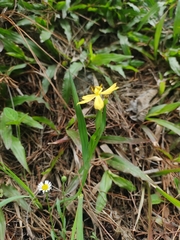 Sisyrinchium