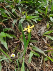 Sisyrinchium