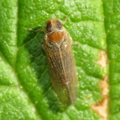 Haplaxius