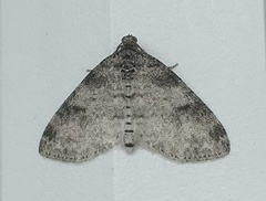 Lobophora